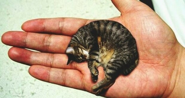 Nejmenší kočka na světě: jak vypadá kočka, která se dostala do Guinessovy knihy rekordů