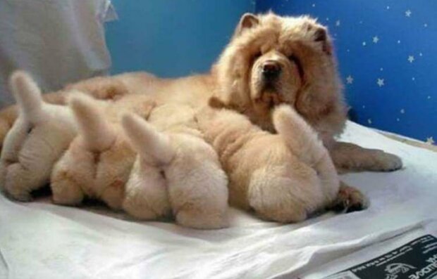 Fotografie: duck.show