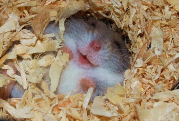 Fotografie: duck.show