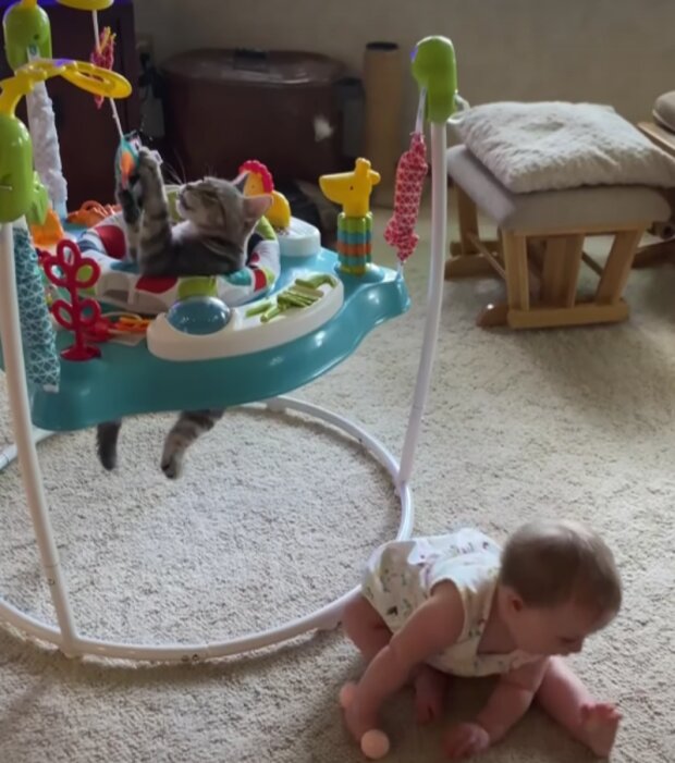 Kočka. Foto: snímek obrazovky YouTube