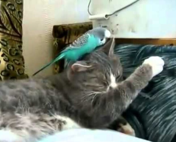 Kočka a papoušek. Foto: snímek obrazovky YouTube