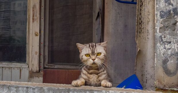 Jak městské služby zachránily kočku zavřenou na balkonu a co by se v takových případech mělo dělat