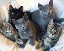 Legrační koťata děti!