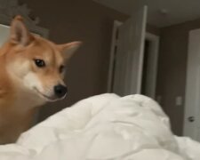 Opravdu chce na procházku: Shiba Inu se nemůže dočkat, až se jeho majitelka probudí