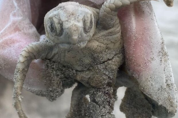 Byla nalezená vzácná bílá želva na pláži v Jižní Karolíně