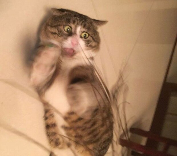 Fotografie: duck.show