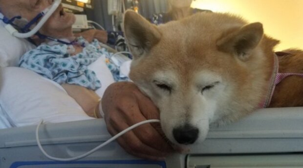 Pes. Foto: snímek obrazovky laykni.com