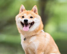 Pes, který tak miluje život, že se pořád usmívá