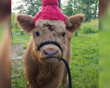 Běhá s kočkami, vrtí ocasem: tele pěstované psy si myslí, že je pes