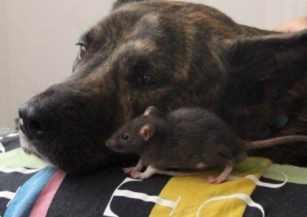 Fotografie: voobsheogon.ru