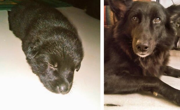 Pes. Foto: snímek obrazovky ChaCha_Cami / twitter