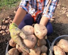 Brambory, Foto: snímek obrazovky YouTube