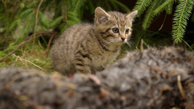 „Vzácné a krásné“: Dobrovolník náhodou potkal v lese neobvyklá koťata