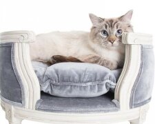 Luxusní nábytek pro kočky a psy, který stojí víc, než kolik lidé utratí za vlastní postel