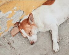 „Zasloužilí si slušnou postel“: majitel obchodu s nábytkem se stará o toulavé psy