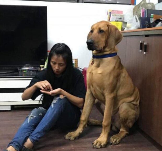 Holka a pes. Foto: snímek obrazovky laykni.com