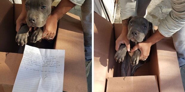 Dvanáctiletý chlapec dal své štěně do útulku, aby ho ochránil před otcem