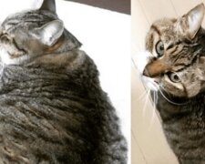 Tlustá zvířata, která se dokázala ovládnout a výrazně zhubla