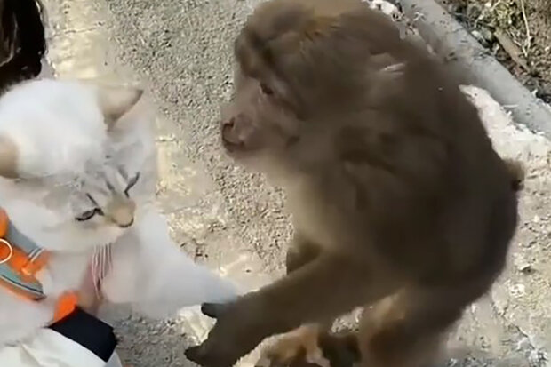 "Opravdový gentleman": Jak se opice pokusila políbit kočku a dostala se na video