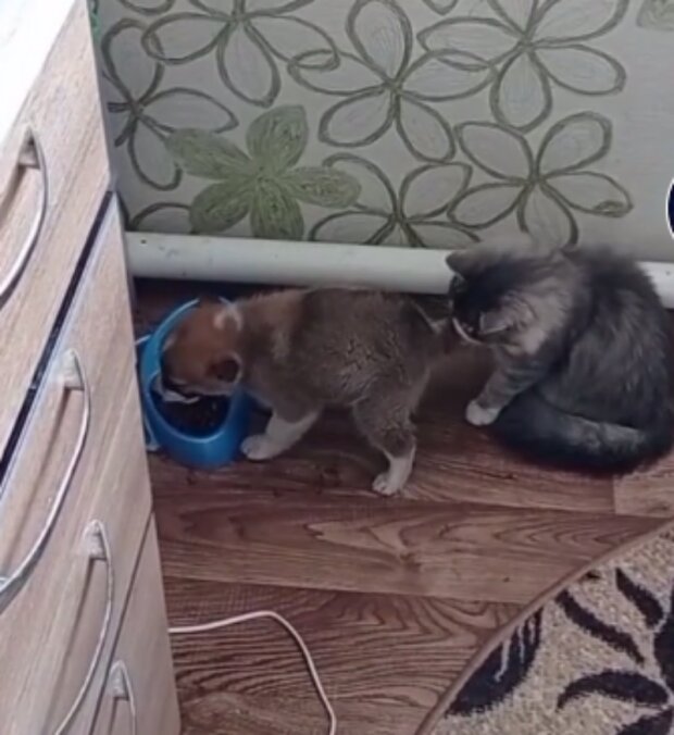 Štěně a koťátko. Foto: snímek obrazovky TikTok