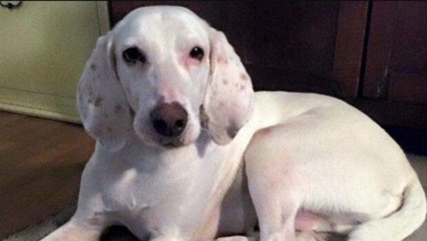 Roztomilý pes se vrátil do útulku jedenáctkrát a dobrovolníci si uvědomili, že se s ním nemohou rozloučit