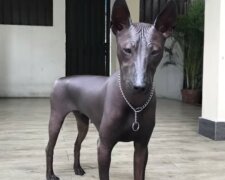 Lidé jsou překvapeni, když vidí tohoto psa, protože si myslí, že je to socha