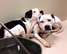 Pravá láska: pes nechtěl opustit útulek bez své milované