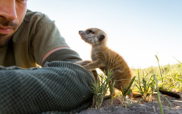 Surikaty. Foto: snímek obrazovky udivitelno.com