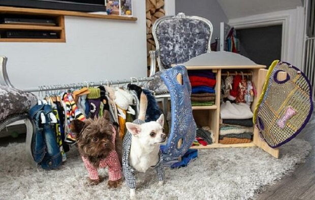 Majitelka rozmazlených čivav utratila celé jmění na značkové oblečení pro psy