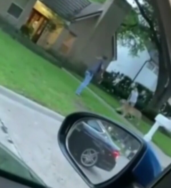 Tygr kráčel tiše mezi domy. Foto: snímek obrazovky YouTube