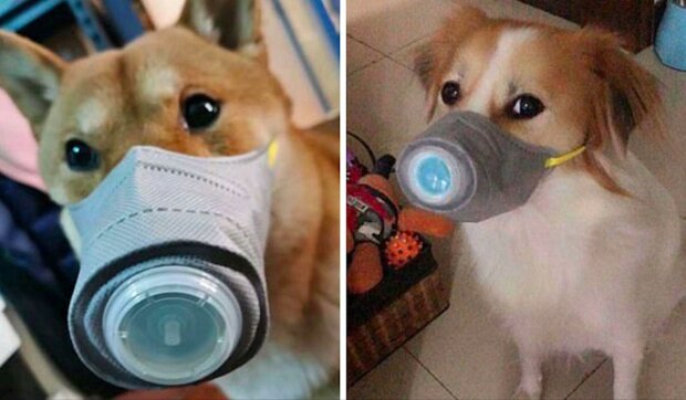 Vystrašené koronavirem čínští majitelé psů kupují masky pro své domácí mazlíčky