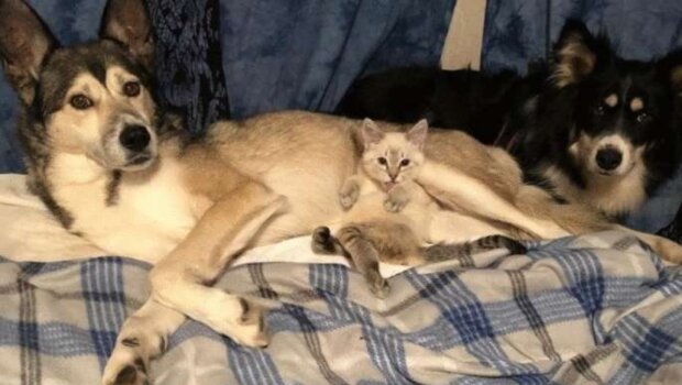 Pes a kotě. Foto: snímek obrazovky neskychno.com