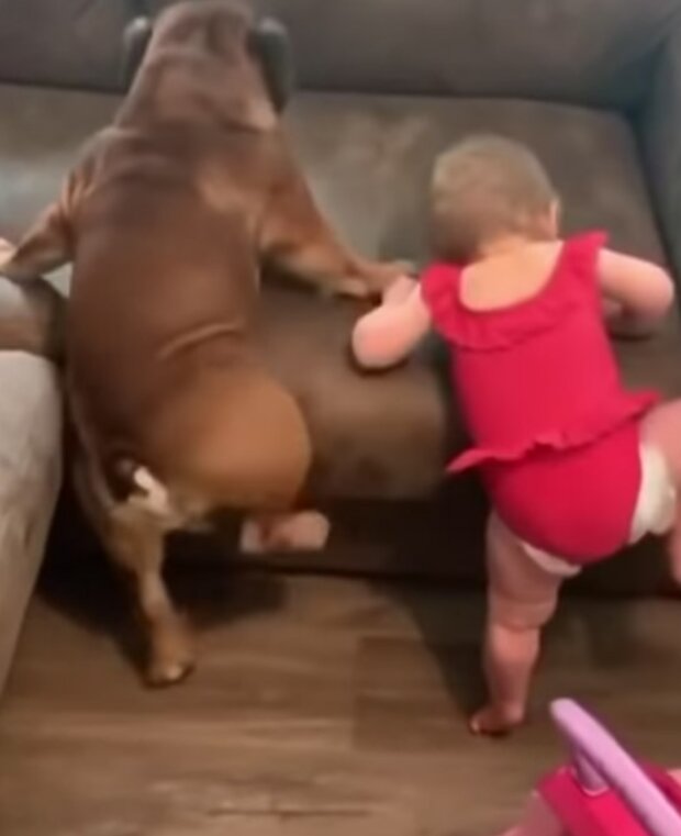 Dítě a buldok. Foto: snímek obrazovky YouTube