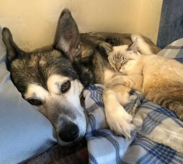 Fotografie: duck.show