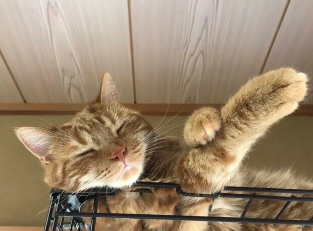 Fotografie: 4tololo.ru