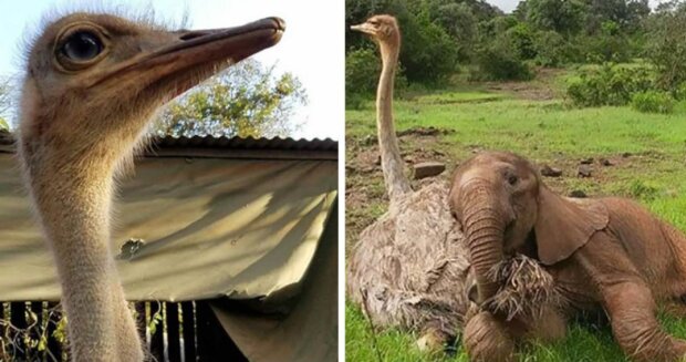 Pštros a slon. Foto: snímek obrazovky duck.show
