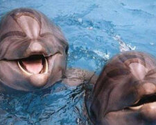 Proč Indie začala považovat delfíny za osobnosti: co se změní v životě delfínů