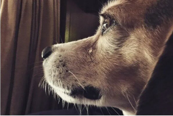 Ztracený pes hledal domov 8 let: když uviděl svého milovaného majitele, rozplakal se jako dítě. Sotva existuje čistší láska