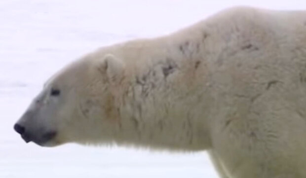Lední medvědi si hrají se psy: odvážné šelmy, které kvůli hře zapomněly na neshody