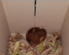 Jak německá policie zachránila muže před pronásledováním veverky