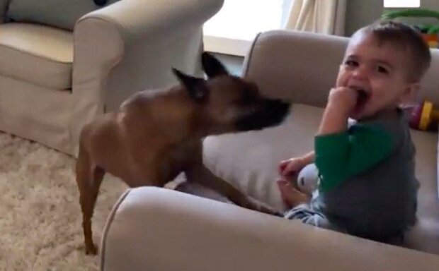Matka natočila dítě, když k němu najednou přikročil pes: takové finále neočekávala