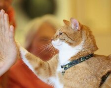 Ano, kočky komunikují s lidmi, i když to neukazují