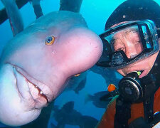 lidé si obvykle vytvářejí blízké vztahy se štěňaty, kočkami nebo hospodářskými zvířaty: Japonský potápěč se s rybou přátelí už 25 let