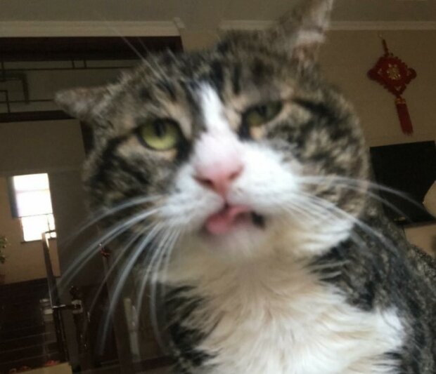 Fotografie: duck.show