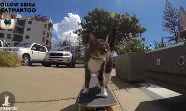 Video. Tento kočičí drsňák chce dokázat, že hravě strčí do kapsy kdejakého psa. Je neuvěřitelné, co všechno zvládne