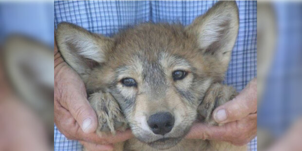 Žena adoptovala běžná štěňata. Štěňata vyrostla a stala se divokými vlky