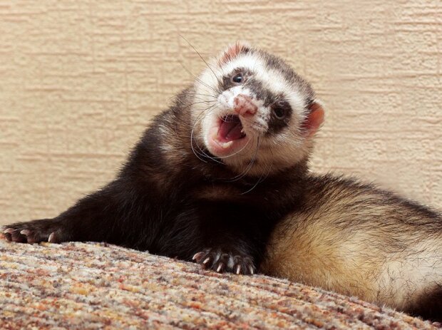 Fotografie: publy.ru