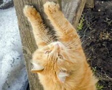 Veterináři vysvětlují, proč by si kočky neměly stříhat nehty