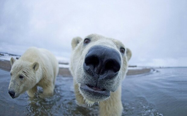 Tváří v tvář s ledním medvědem: Jak  vyfotit medvěda a udržet si  život
