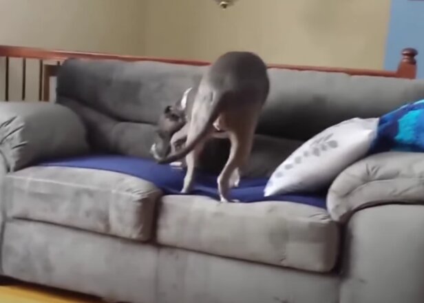 Pes. Foto: snímek obrazovky YouTube